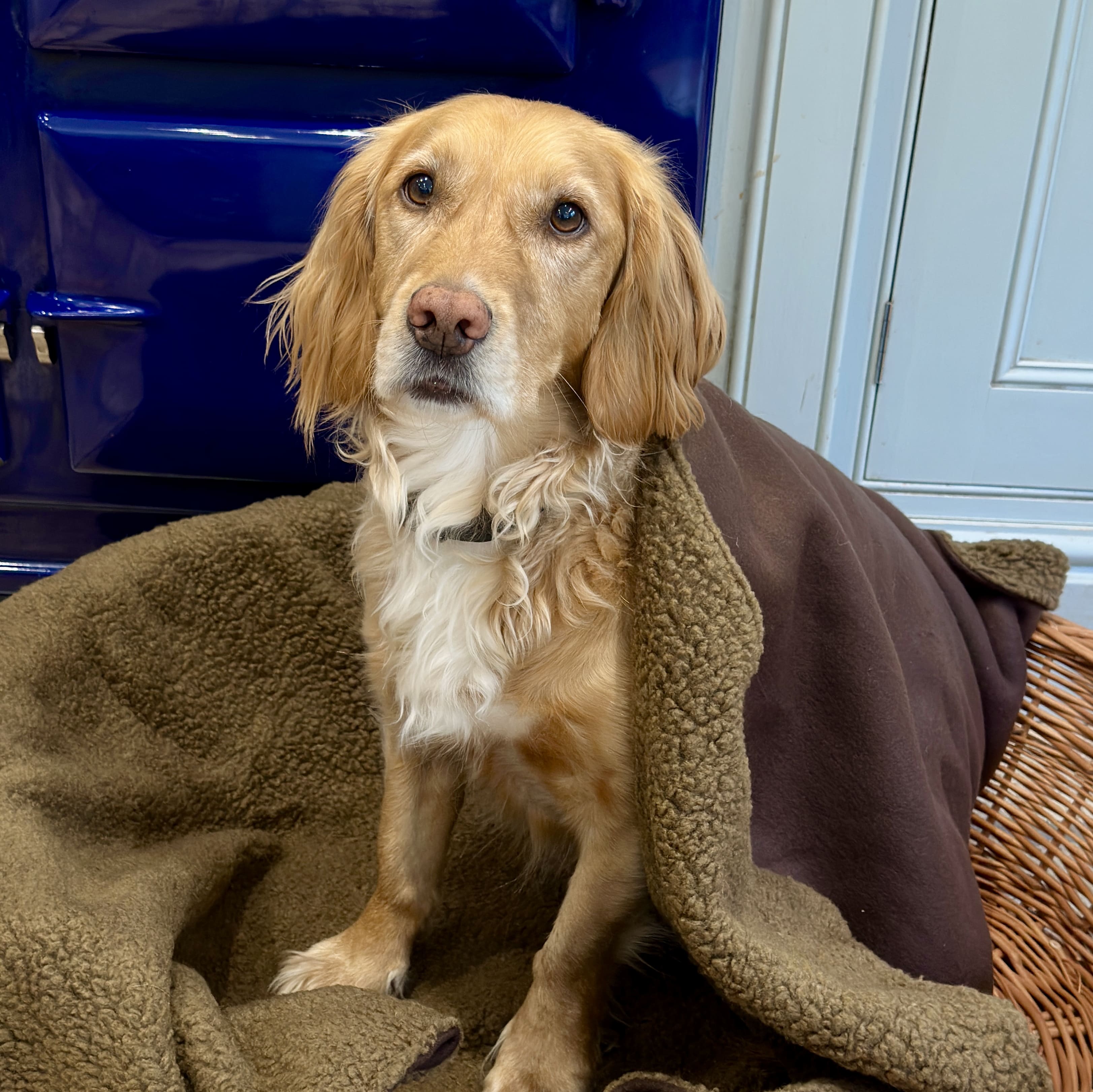 Thumbnail for Dogs Choking On Sherpa Fabric Fibers